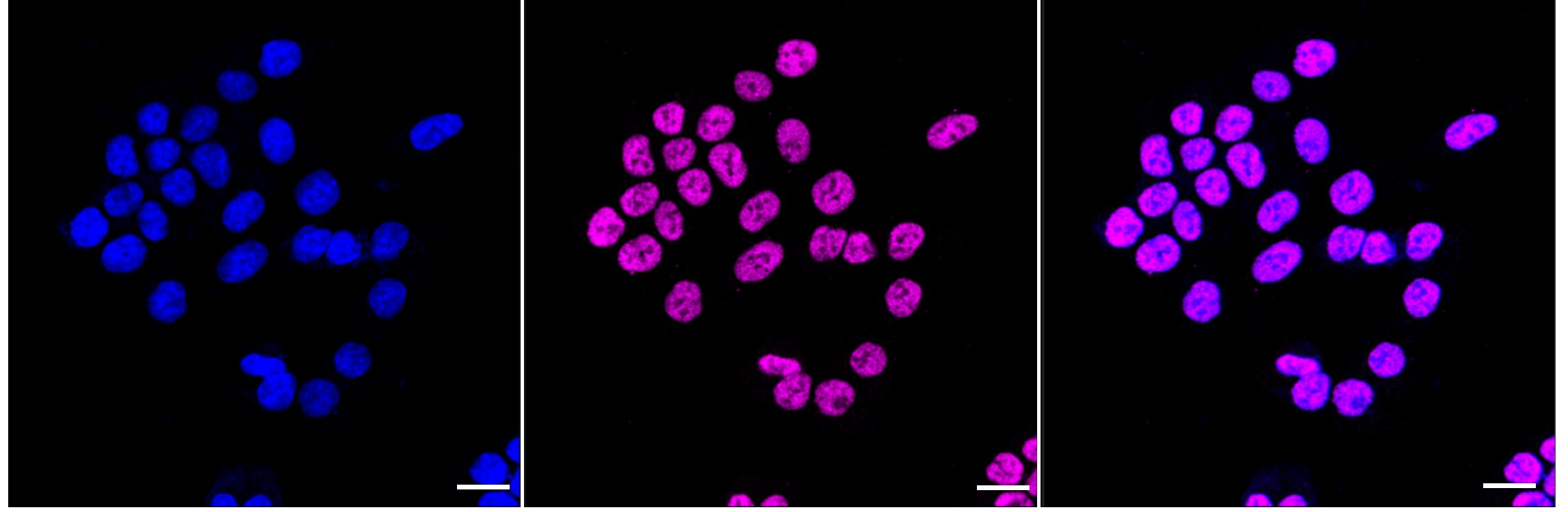 RB1 [p Ser780] Antibody (24GB4220)
