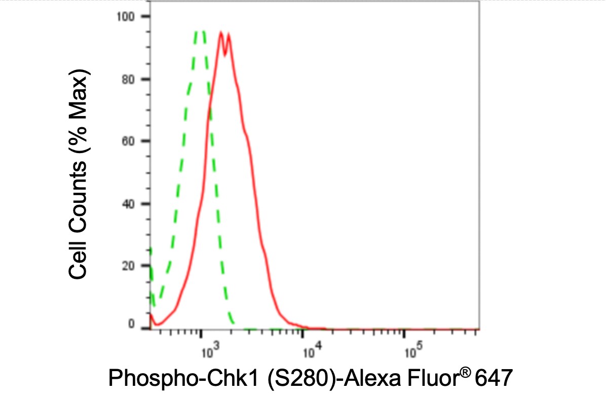 Chk1 [p Ser280] Antibody (24GB4240)