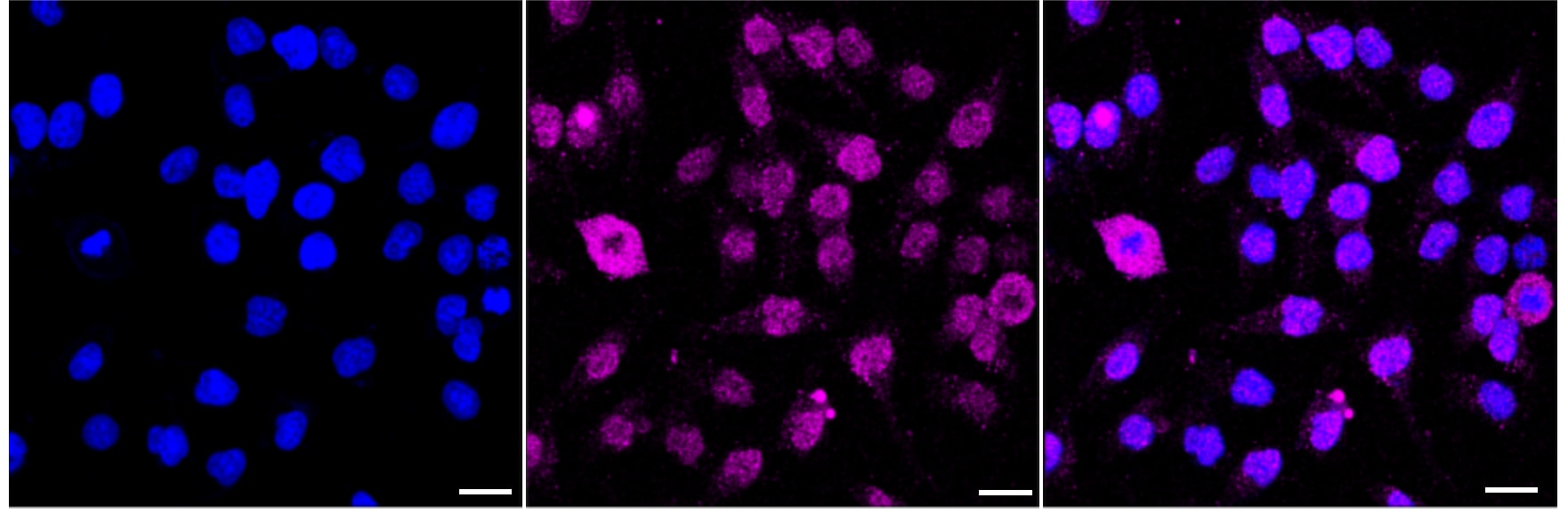 Chk1 [p Ser280] Antibody (24GB4240)