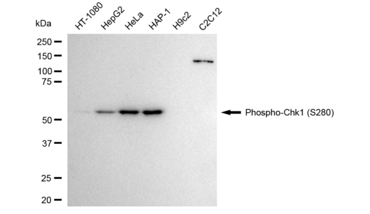 Chk1 [p Ser280] Antibody (24GB4240)