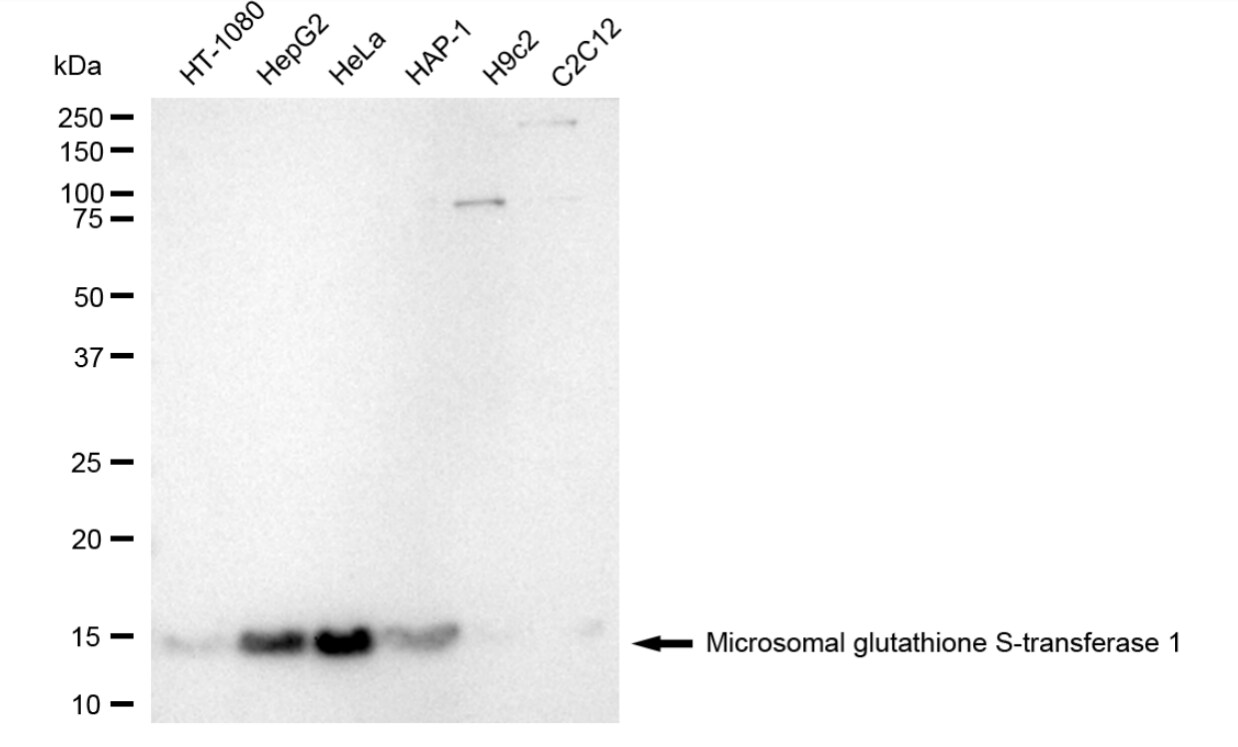 Microsomal Glutathione S-transferase 1 Antibody (24GB5110)