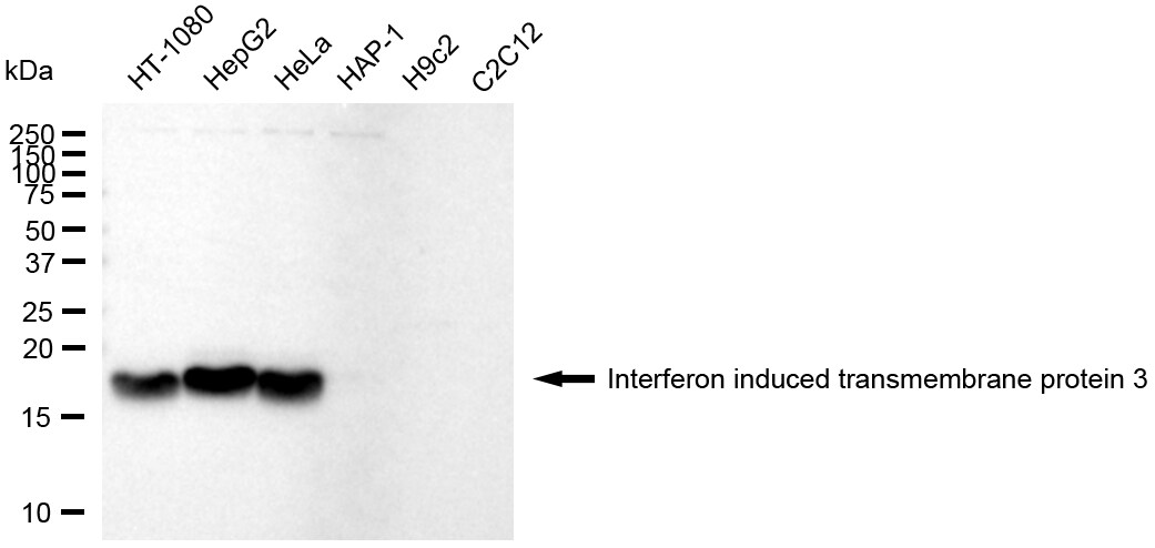 IFITM3/Fragilis Antibody (24GB5155)