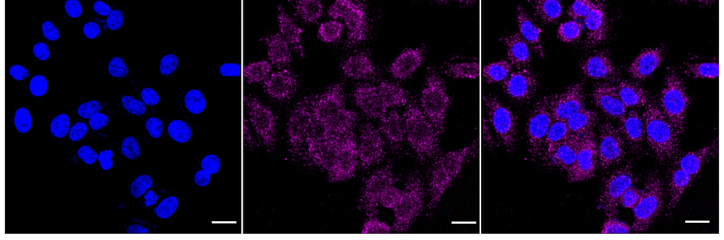 ATP synthase C mature Antibody (24GB5160)