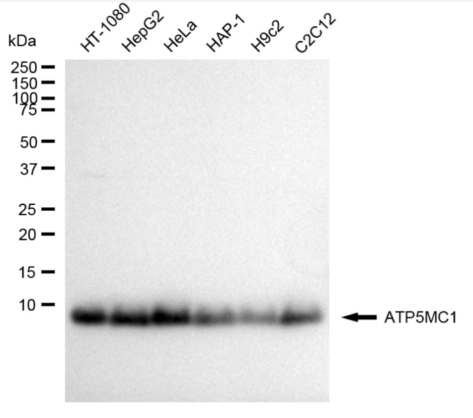 ATP synthase C mature Antibody (24GB5160)