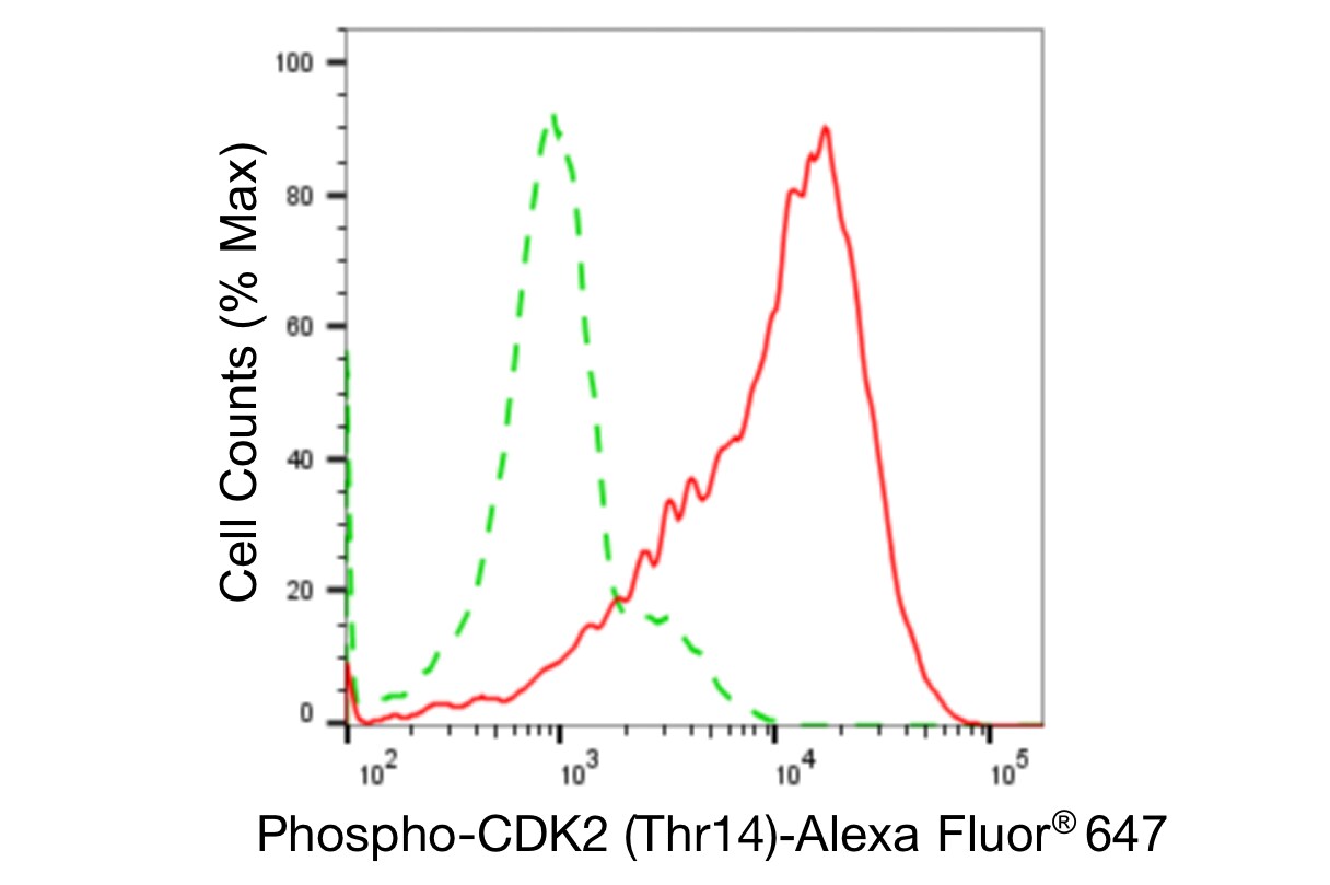 CDK2 [p Thr14] Antibody (24GB4320)