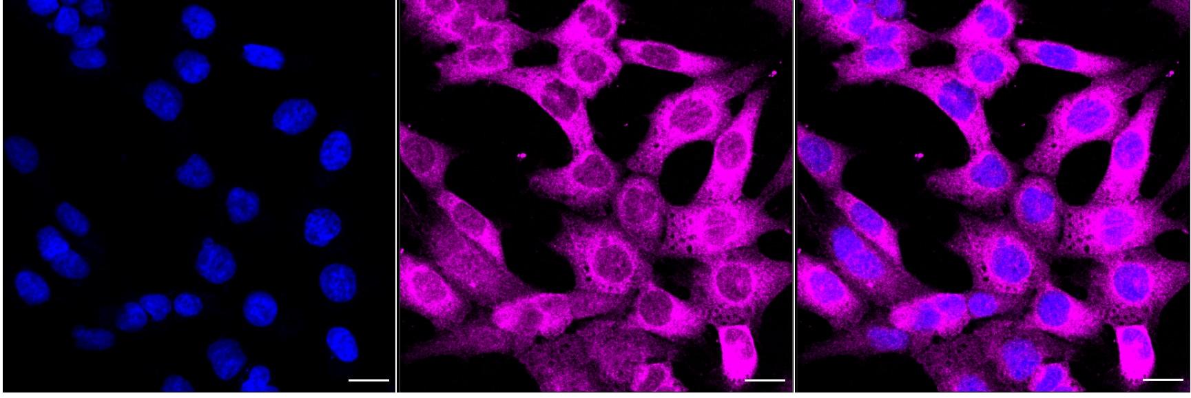 CDK2 [p Thr14] Antibody (24GB4320)