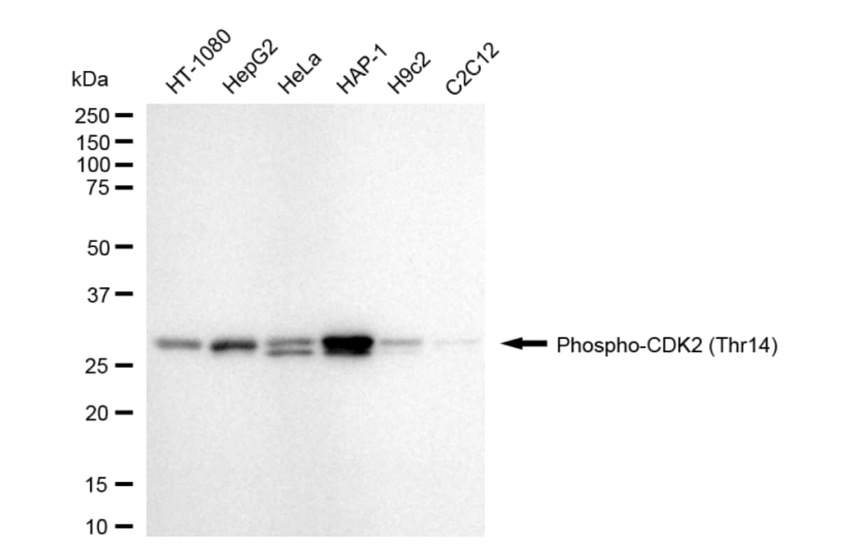 CDK2 [p Thr14] Antibody (24GB4320)