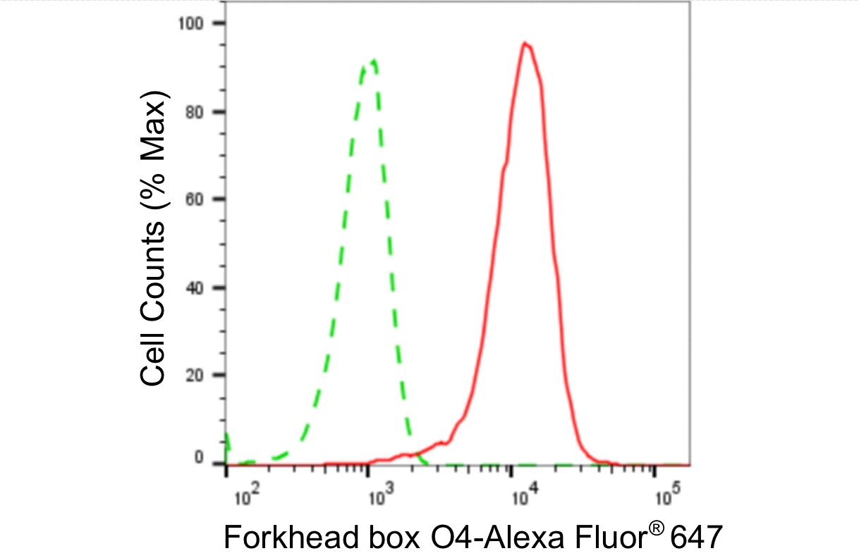 FOXO4 Antibody (24GB4440)