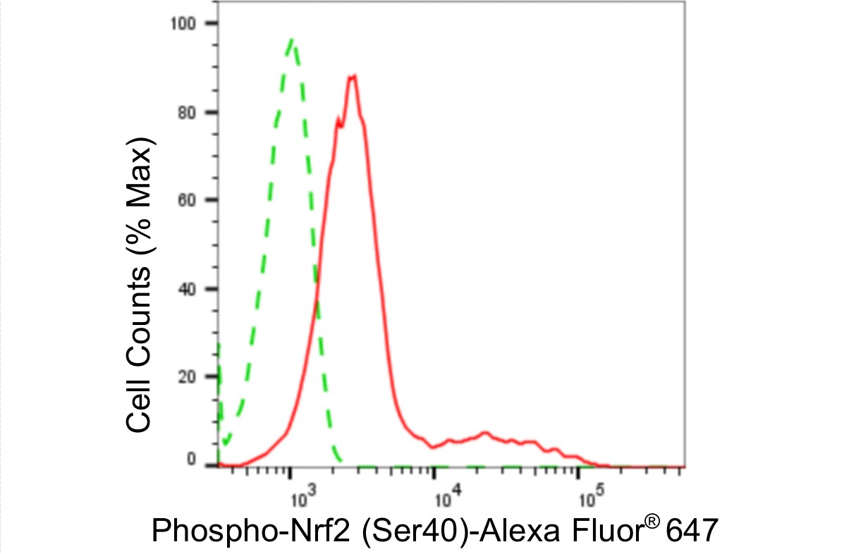 Nrf2 [p Ser40] Antibody (24GB4445)