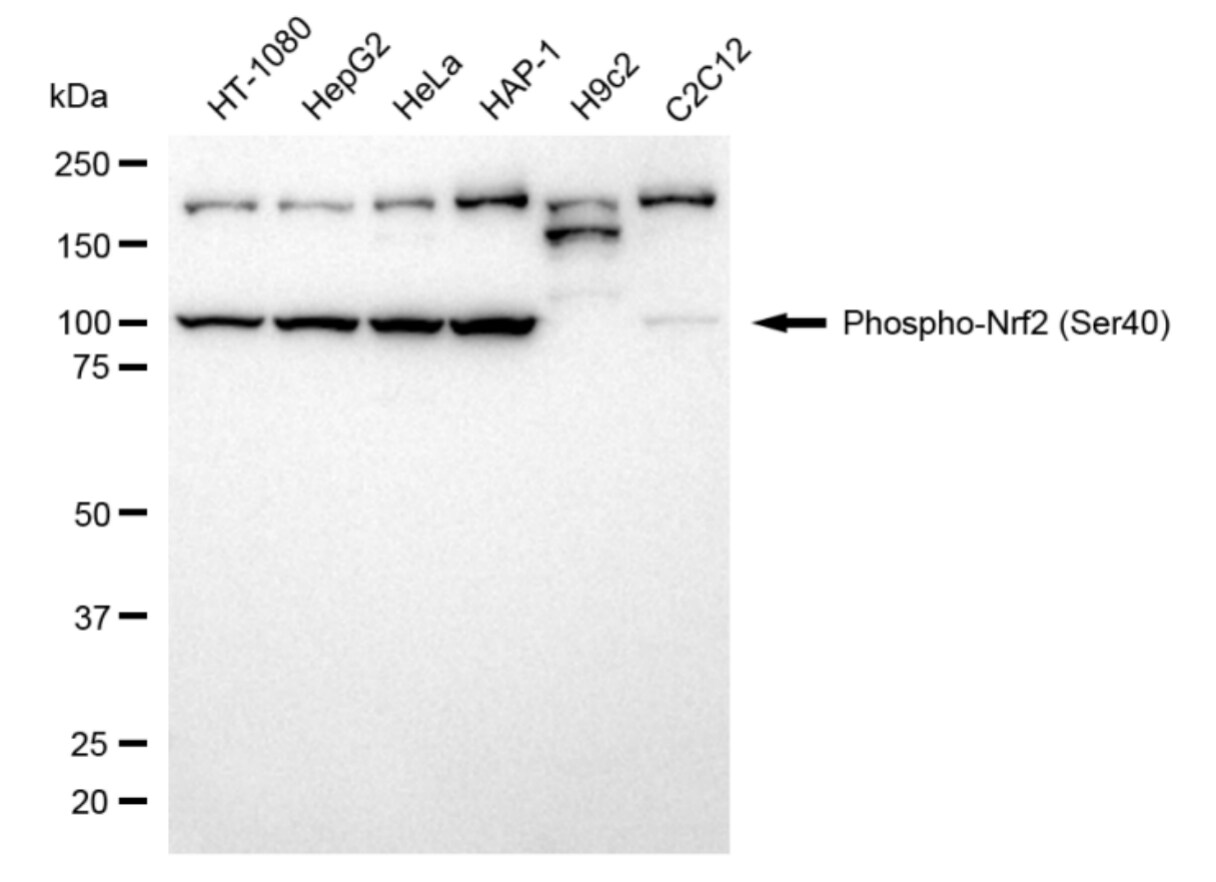 Nrf2 [p Ser40] Antibody (24GB4445)