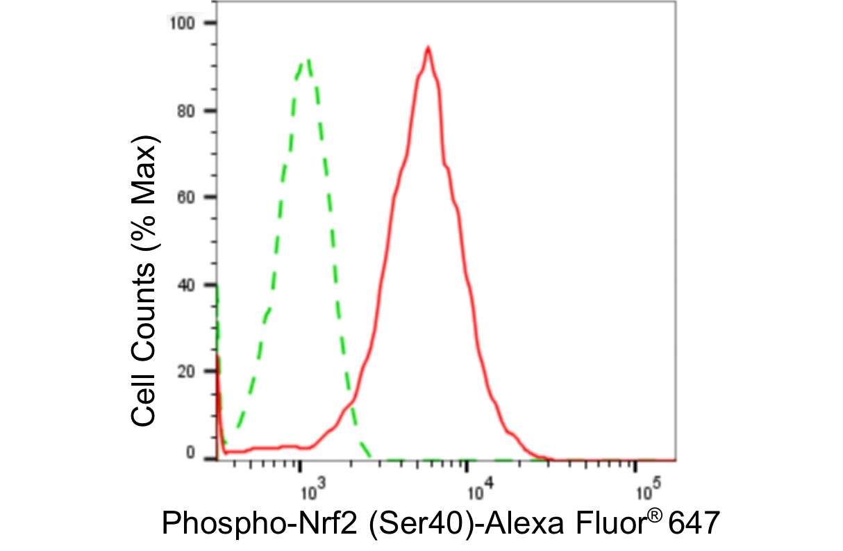 Nrf2 [p Ser40] Antibody (24GB4450)