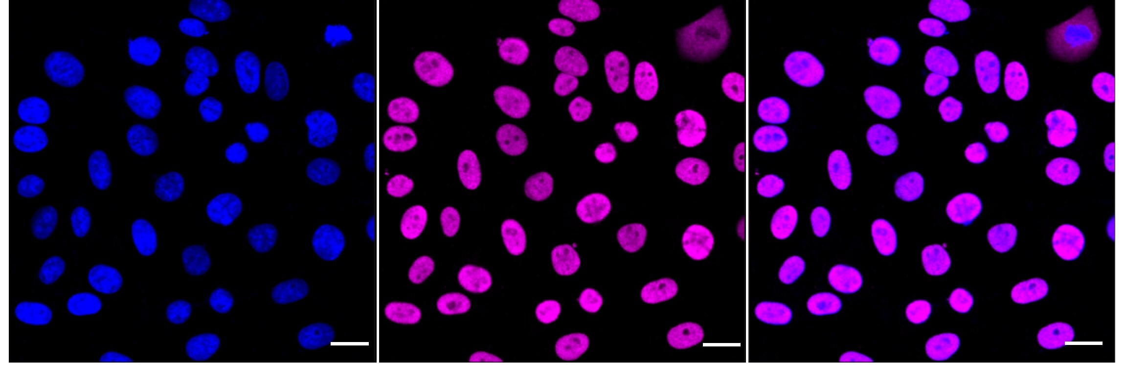 Nrf2 [p Ser40] Antibody (24GB4450)