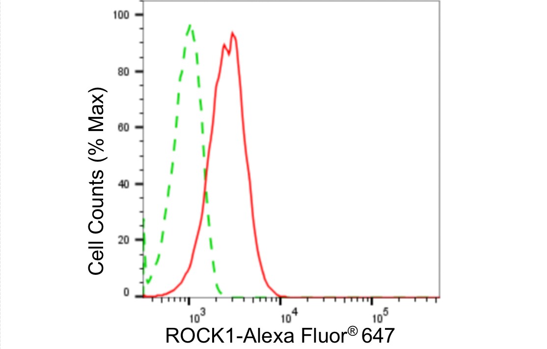 ROCK1 Antibody (24GB4530)