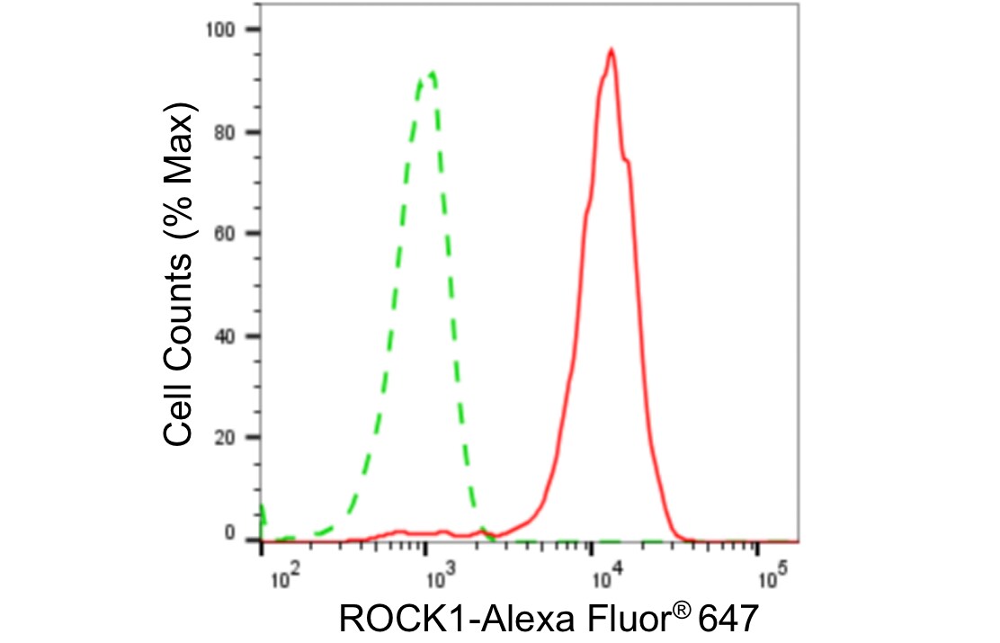 ROCK1 Antibody (24GB4535)