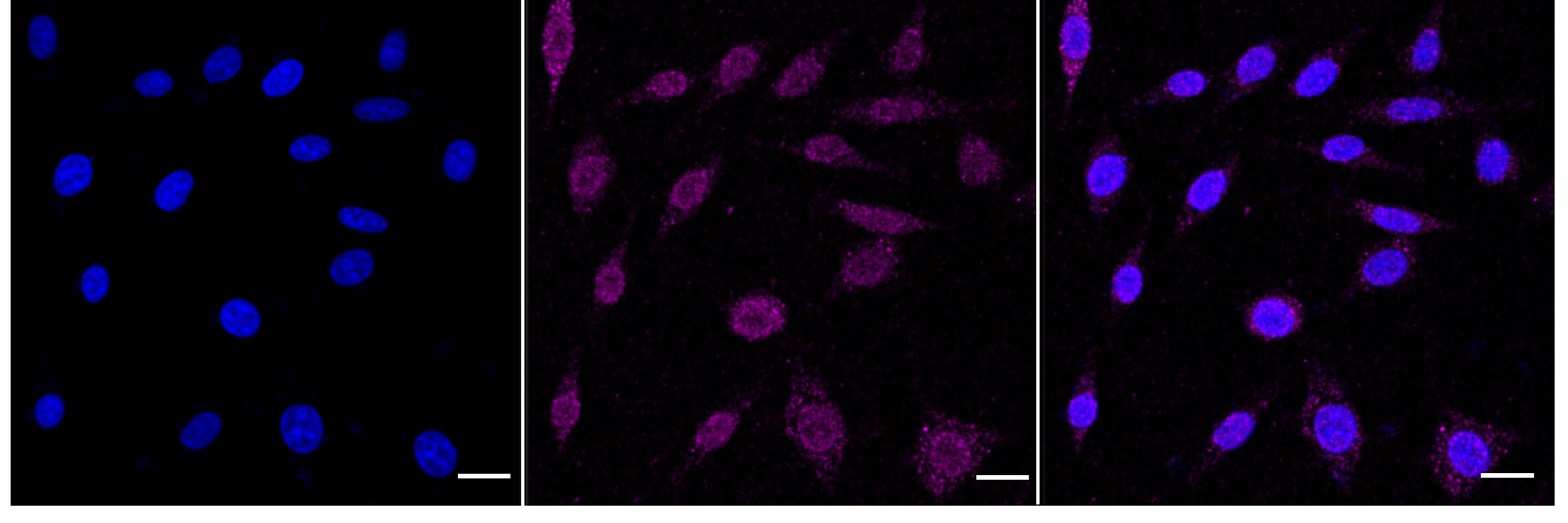 EIF3B Antibody (24GB4540)