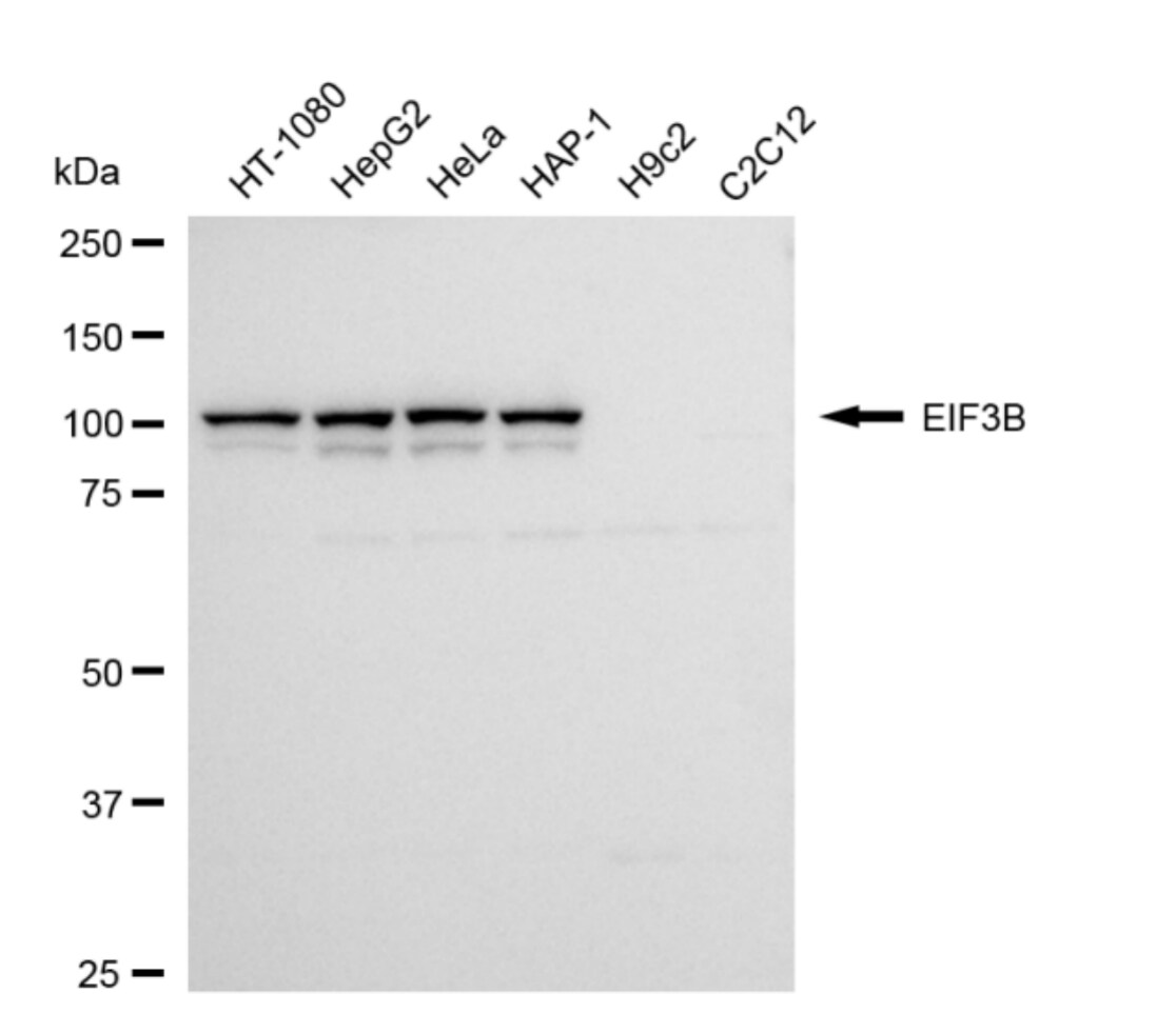 EIF3B Antibody (24GB4540)