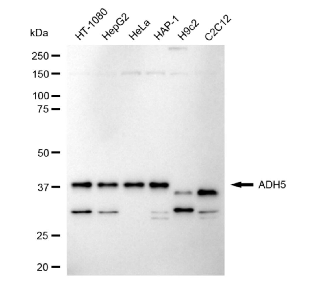 alcohol dehydrogenase 5 Antibody (24GB4695)