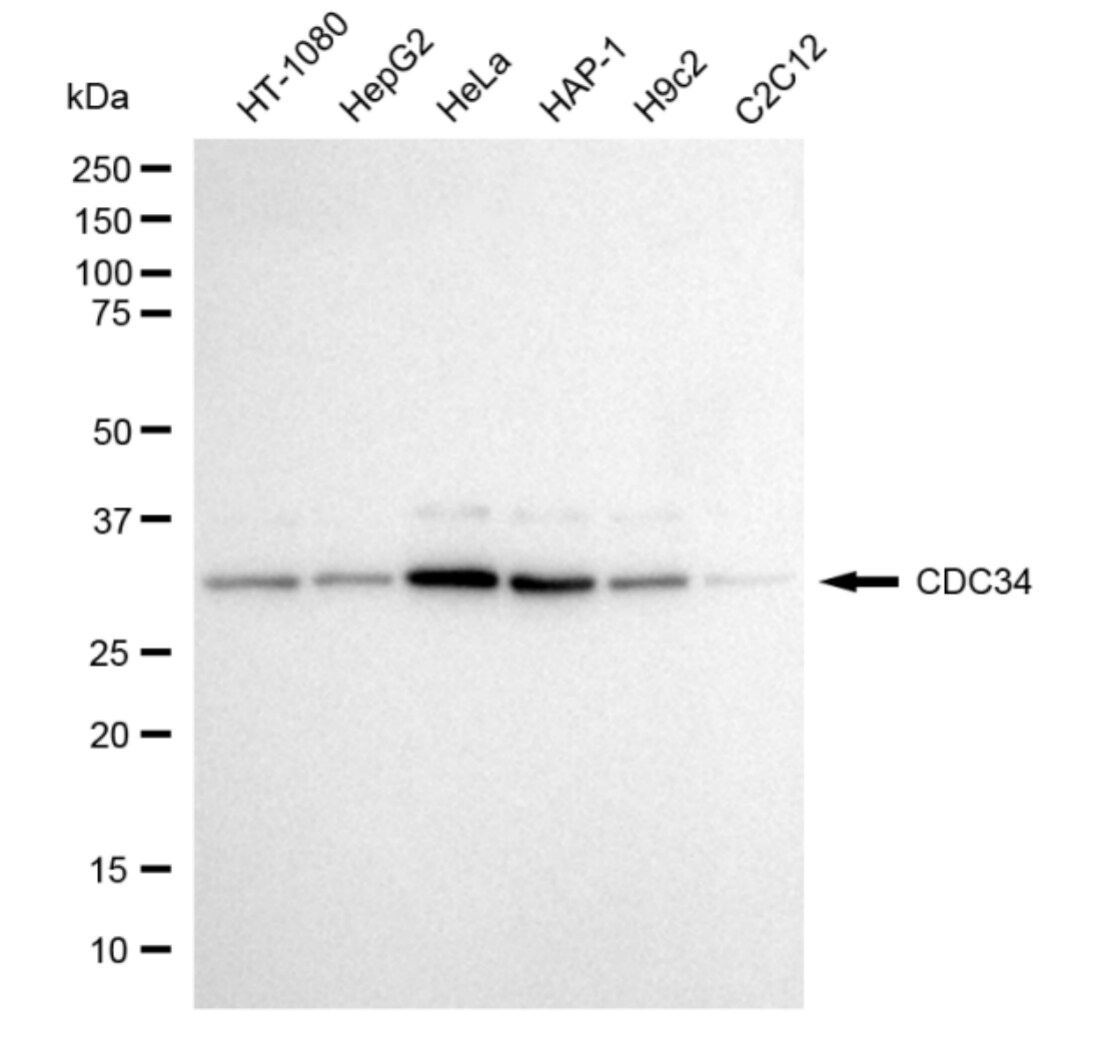 UBE2R1/CDC34 Antibody (24GB4765)