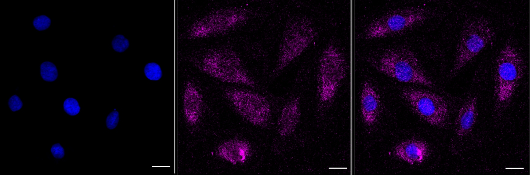 Collagen I alpha 1 Antibody (24GB4780)