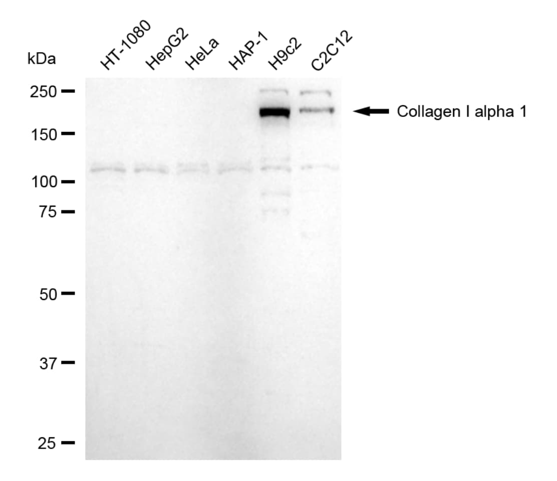 Collagen I alpha 1 Antibody (24GB4780)