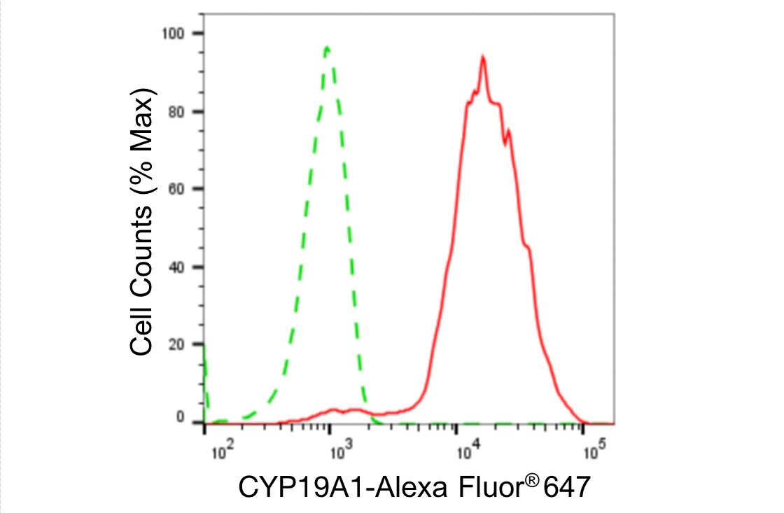 Aromatase Antibody (24GB4800)