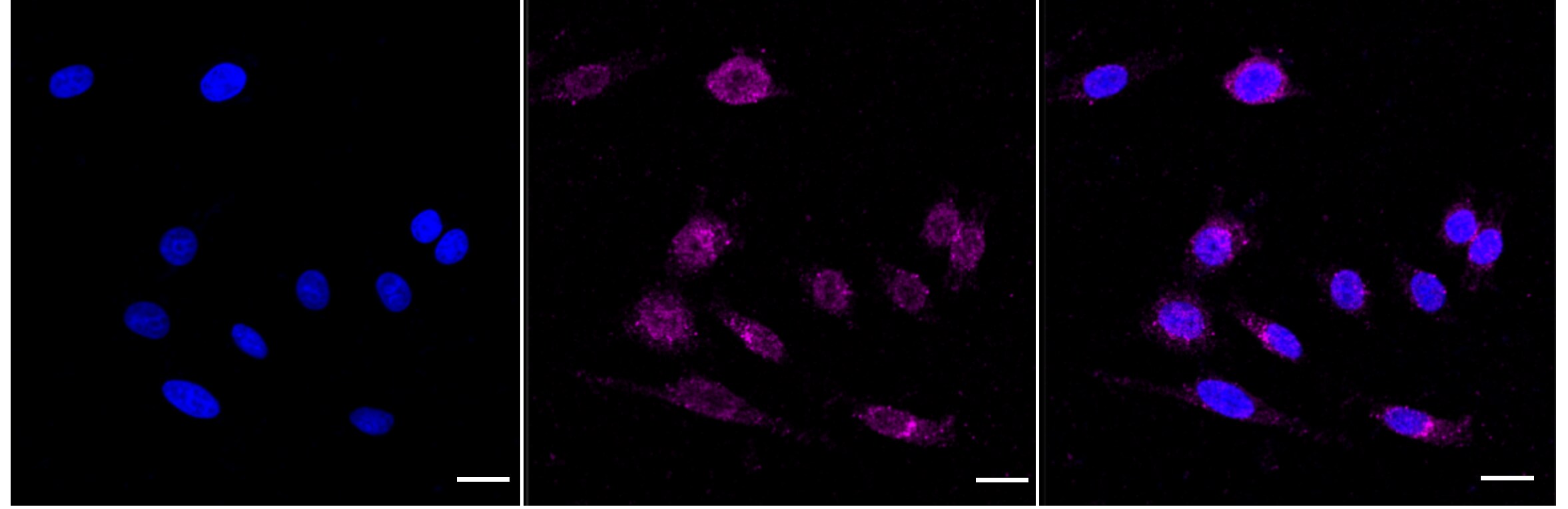 Aromatase Antibody (24GB4800)