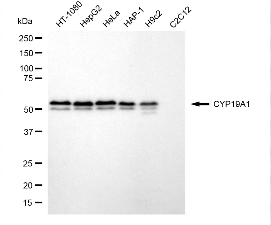 Aromatase Antibody (24GB4800)