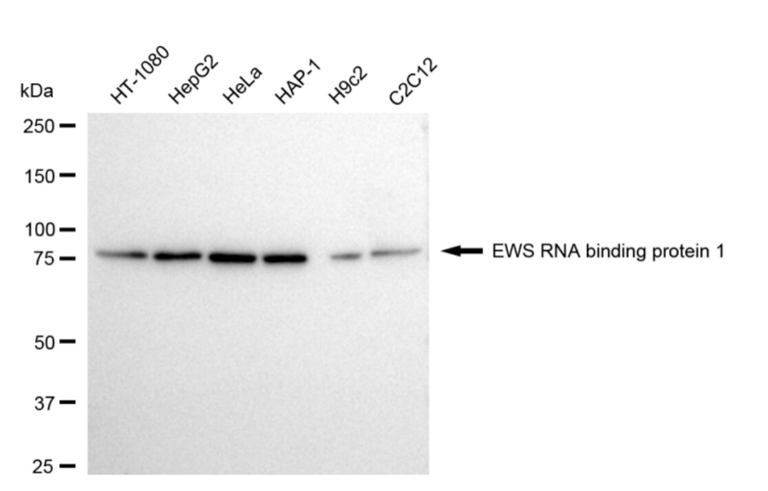 EWSR1 Antibody (24GB4830)