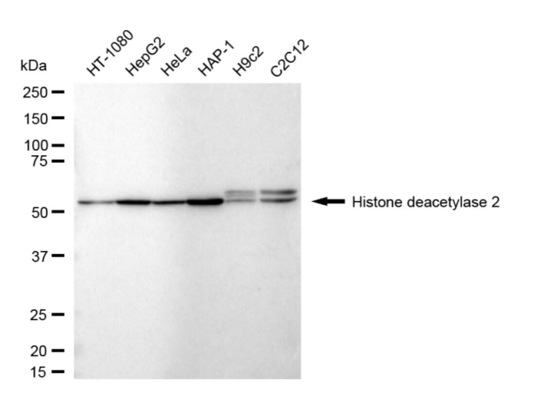 Histone Deacetylase 2/HDAC2 Antibody (24GB4885)