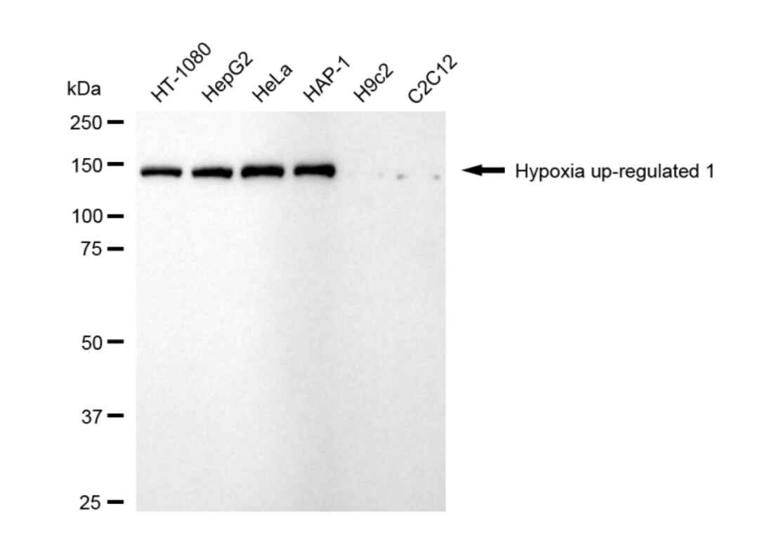 ORP150/HSP12A Antibody (24GB4905)