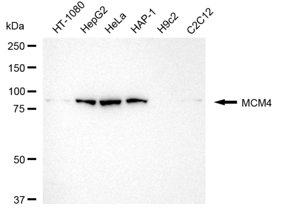MCM4 Antibody (24GB4960)