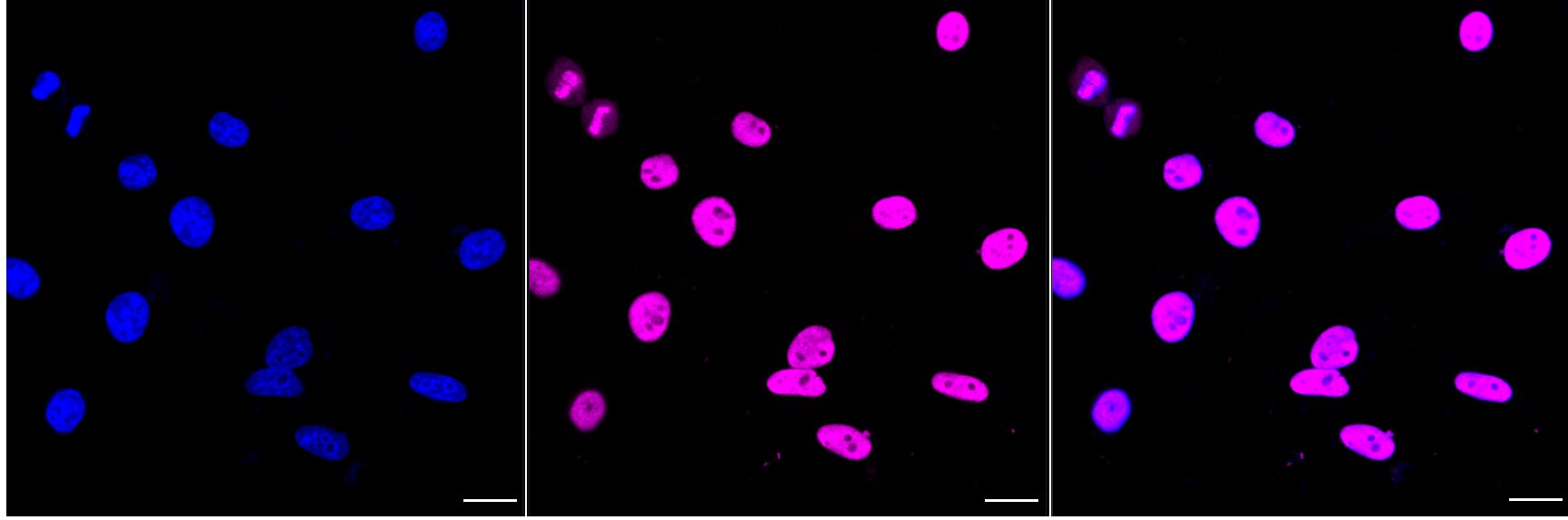 NEDD4 Antibody (24GB4990)