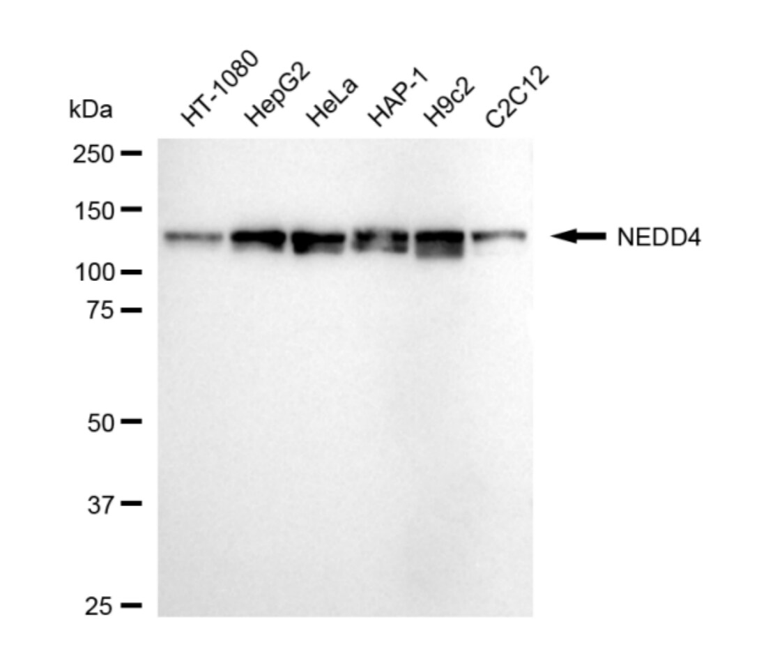 NEDD4 Antibody (24GB4990)