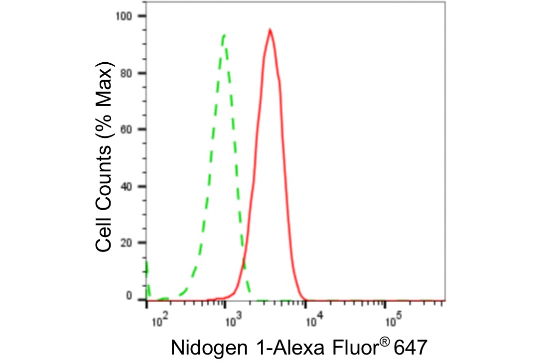 Nidogen-1/Entactin Antibody (24GB4995)
