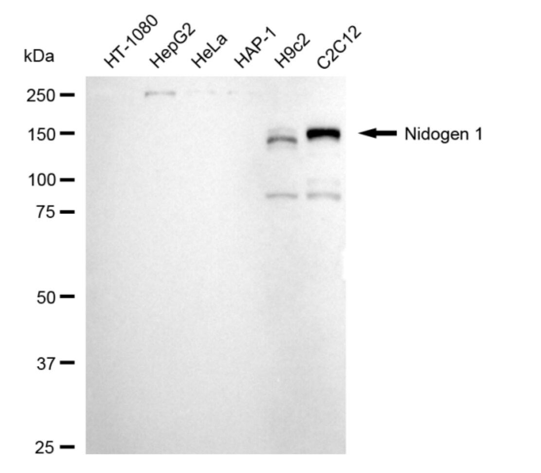 Nidogen-1/Entactin Antibody (24GB4995)