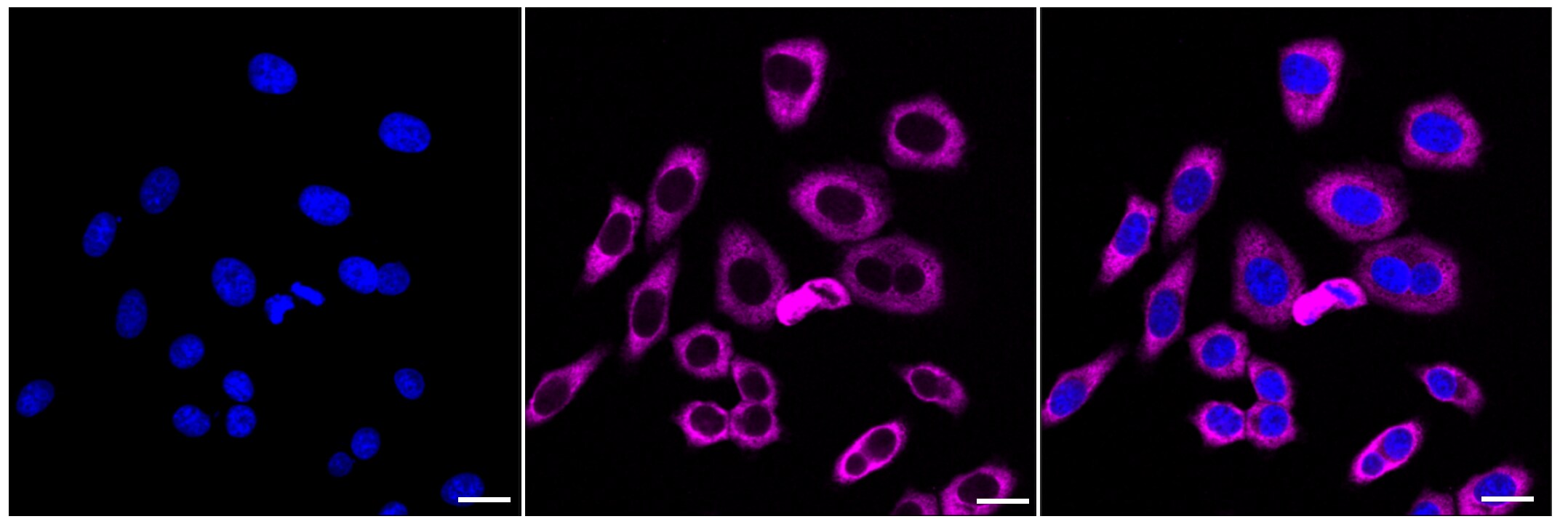 G3BP1 Antibody (23GB1725)
