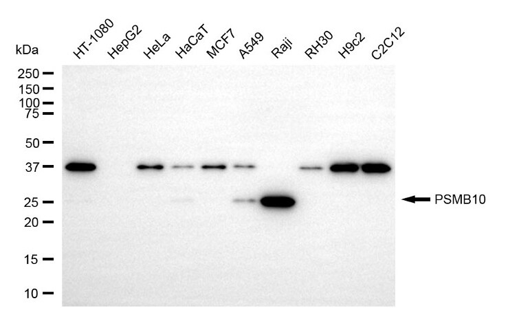 PSMB10/MECL1 Antibody (24GB5050)