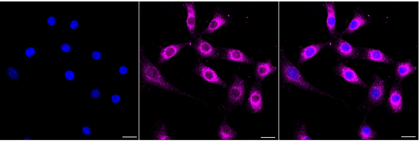 RAPGEF3 Antibody (24GB5060)