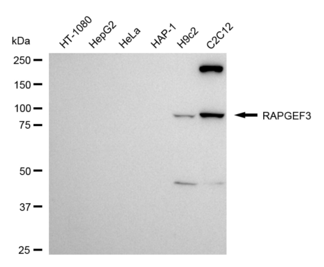 RAPGEF3 Antibody (24GB5060)