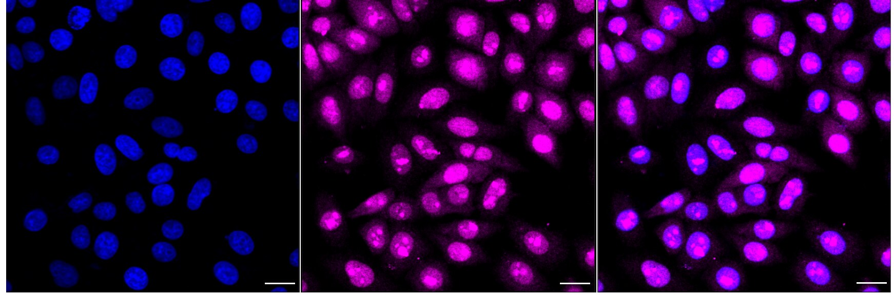SAP130 Antibody (24GB5085)