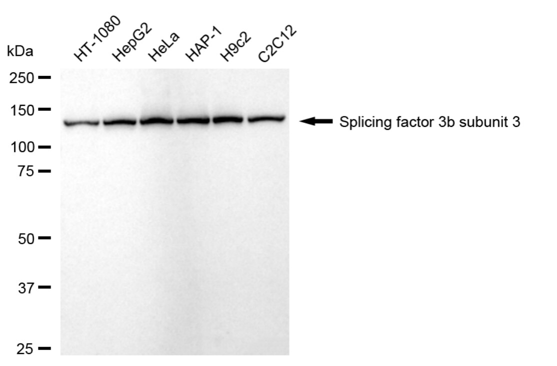 SAP130 Antibody (24GB5085)