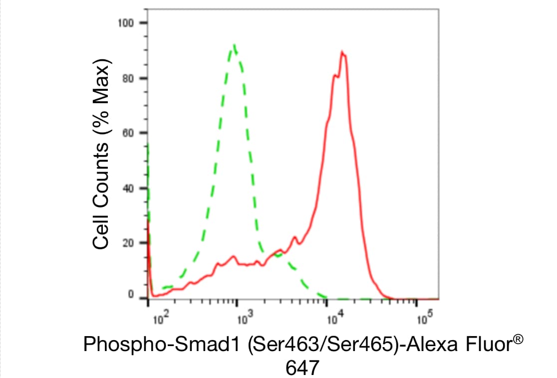 Smad1 [p Ser465] Antibody (24GB5090)