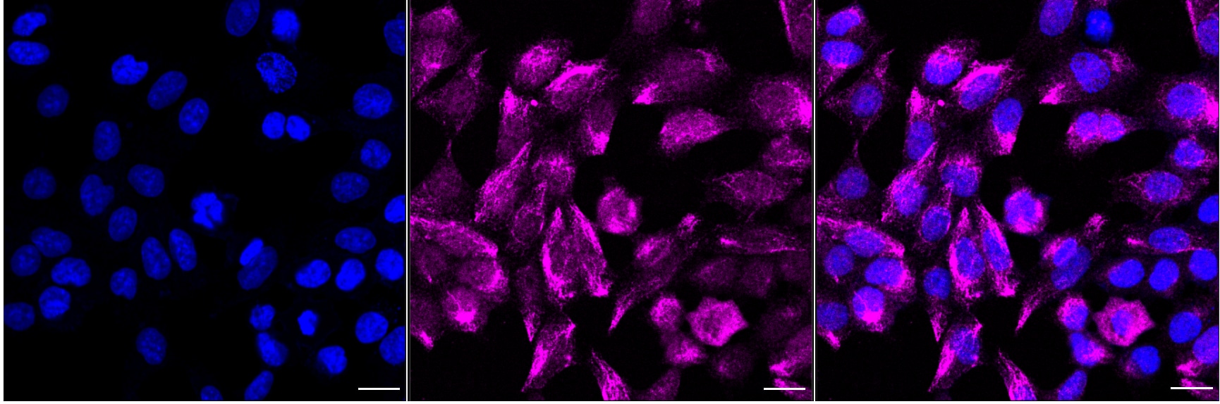 Smad1 [p Ser465] Antibody (24GB5090)