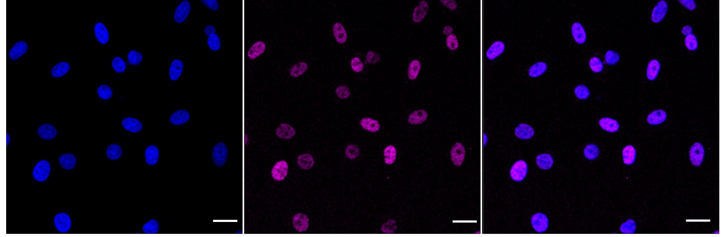 TCEA1 Antibody (24GB5105)