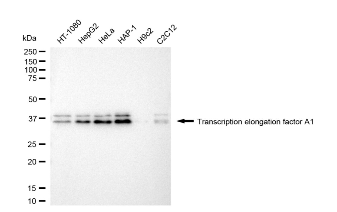 TCEA1 Antibody (24GB5105)