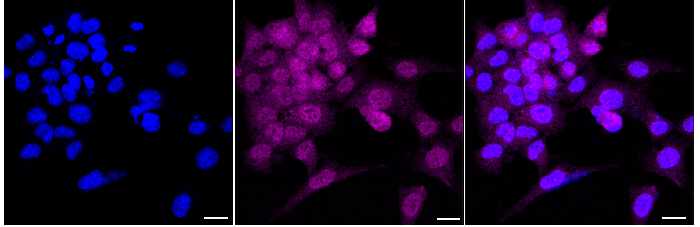 Pirh2 Antibody (24GB5165)