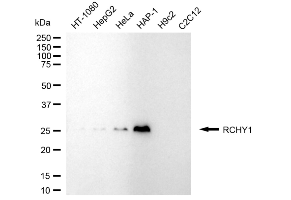 Pirh2 Antibody (24GB5165)