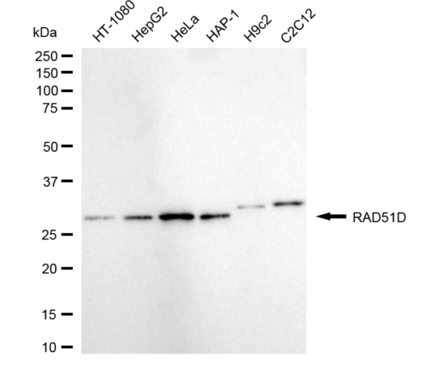 Rad51D Antibody (24GB5175)