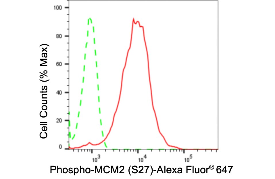 MCM2 [p Ser27] Antibody (24GB5180)