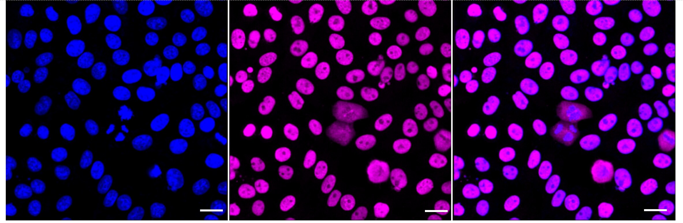 MCM2 [p Ser27] Antibody (24GB5180)